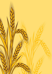 Ripe Wheat Field Royalty Free Vector Image - VectorStock