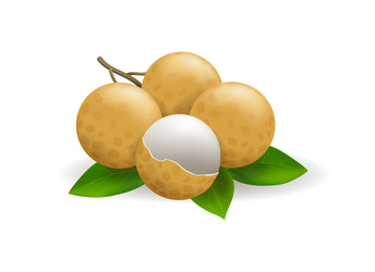 Longan Fruit Vector Images (over 1,000)