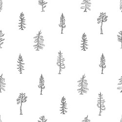 a seamless pattern featuring spruce and pine trees vector image