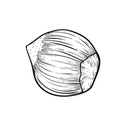 hazelnut one simple icon in sketch style hatched vector image