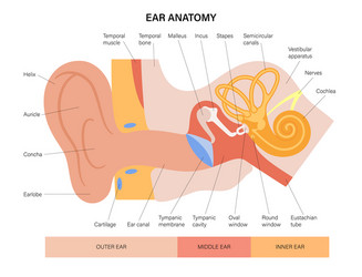 Ear anatomy diagram vector