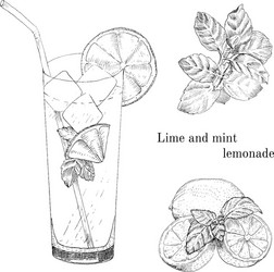 lime and mint lemonade ink sketch set vector