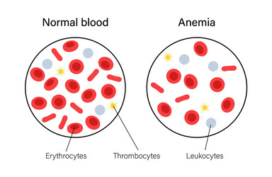 Blood structure concept vector