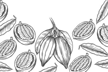 cocoa bean tree design template vector