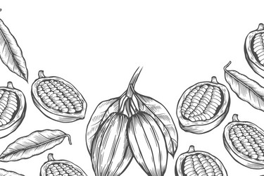 Cocoa bean tree design template vector