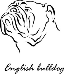 English Bulldog Portrait Vector Image