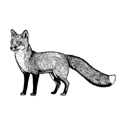 Black and White Fox Sketch Vector Image