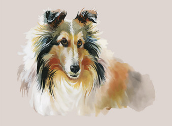 Collie animal dog watercolor vector