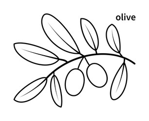 Line drawing of olive branch vector