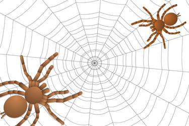 two spiders of a tarantula on cobweb vector