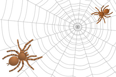 two spiders of a tarantula on cobweb vector image