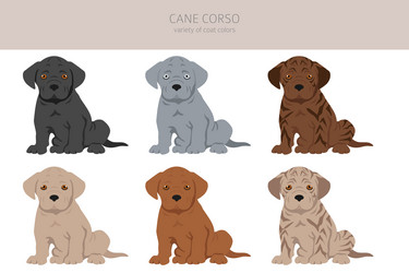 Cane corso puppies clipart different poses coat vector