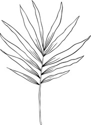 a branch palm on white background design Vector Image