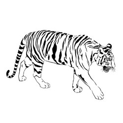 tiger walking stride victor Vector Image
