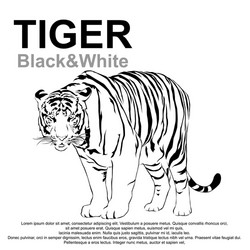 tigers stare victim victor Vector Image