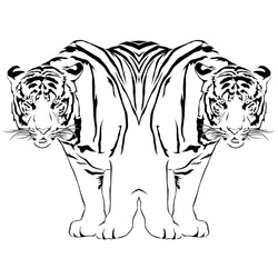 tiger black and white reflection victor Vector Image