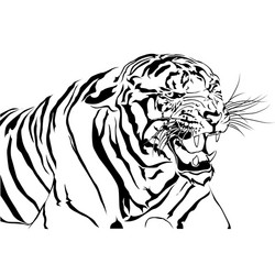 tigers bared isolated white background Vector Image