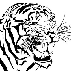 tigers bared isolated white background Vector Image