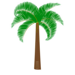green palm on a white background Vector Image