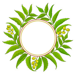 neem branches frame on white background vector image