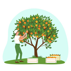 Gardener is harvesting tangerines in boxes vector