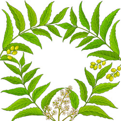 neem branches frame on white background vector image
