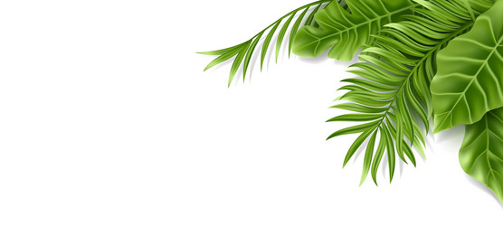 Tropical palm leaf isolated on white background vector