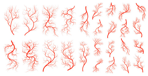 red veins human anatomy blood artery collection vector