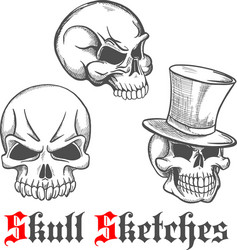 sketched human skulls for halloween design Vector Image