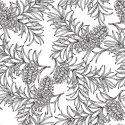 Hand Drawn Pine Cone Pattern vector image