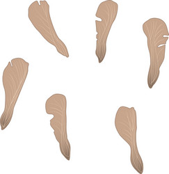 isolated image of a seed pod from maple tree vector image