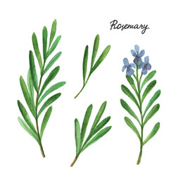 Rosemary Watercolor Branches Vector Image