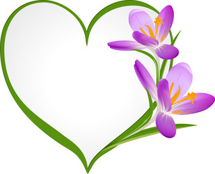 purple crocus with a frame in the shape of heart vector