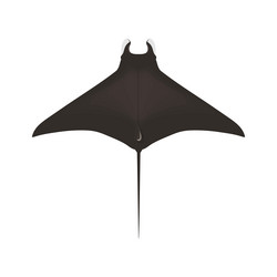 Mobula hypostoma - west atlantic pygmy devil ray Vector Image