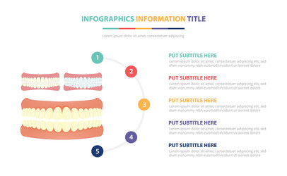 human tooth or teeth infographic template concept vector