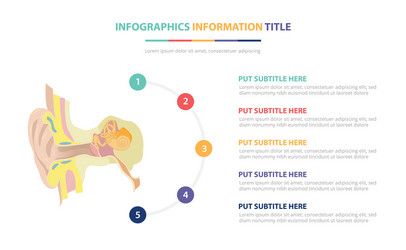 human ear anatomy infographic template concept vector