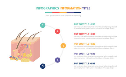 human skin anatomy infographic template concept vector