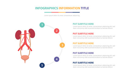 human ureter uretra infographic template concept vector