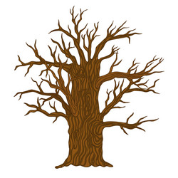 tree without leaves isolate on a white background vector image