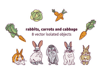 Rabbits carrots and cabbage isolate objects vector