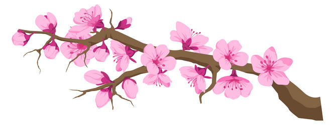 Sakura Blossom Branch Vector Image