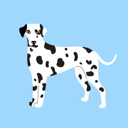 cute white spotted dalmatian dog isolated on blue vector