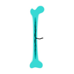 Structure a long bone humerus tube Royalty Free Vector Image