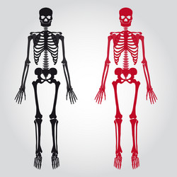 Human bones skeleton dark black silhouette Vector Image