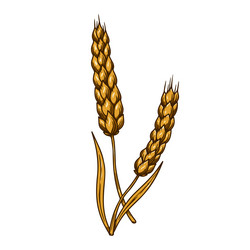 wheat spikelet in engraving style design element vector image