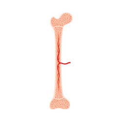 Structure a long bone humerus tube Royalty Free Vector Image