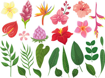 Tropical Flowers & Leaves Vector Image