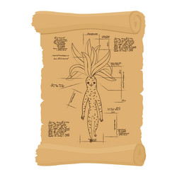 Ancient scroll of mandrake root archaic papyrus vector