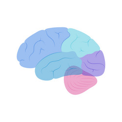 Human brain anatomy vector