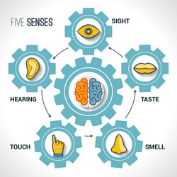Five senses concept with human organs Royalty Free Vector